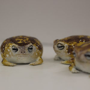 Desert Rain Frog Model Realistic Frog Rain Frog Figure Handpainted Rain Frog Grumpy Frog Desert Rain Frog Breviceps Macrops handpainted