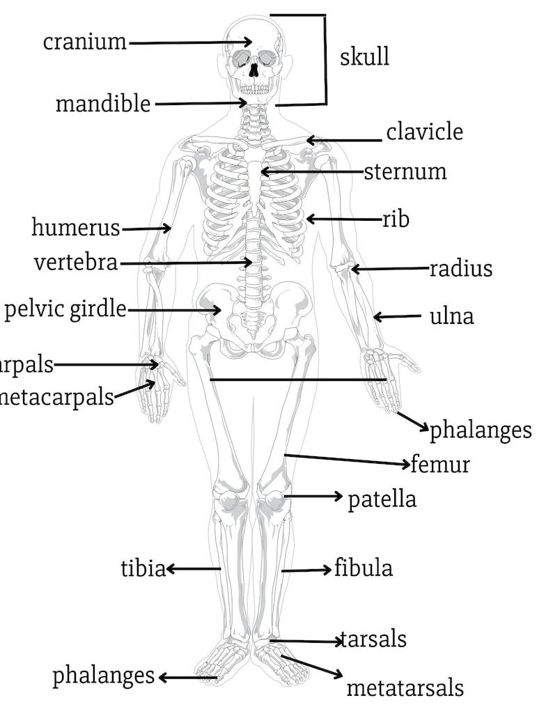 Skeletal System Muscles Kids Skeletal System for Kids I Am Learning the ...
