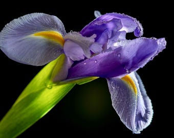 digital photos, flowers, blooming, blossom, colorful, macro, close-up, iris, peony, sunflower, orchid, cherry, petals, wall art, photography