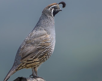 photo print quail bird Half Moon Bay California wildlife art wall