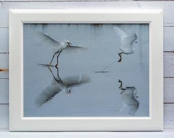 Framed photo, wildlife, bird, snowy egret, water, reflections, chase, printed art, white, grey