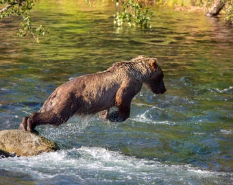 5 digital photos, wildlife printable wall art, grizzly bear, brown bear, action, portrait, Alaska, Brooks Falls, water, river