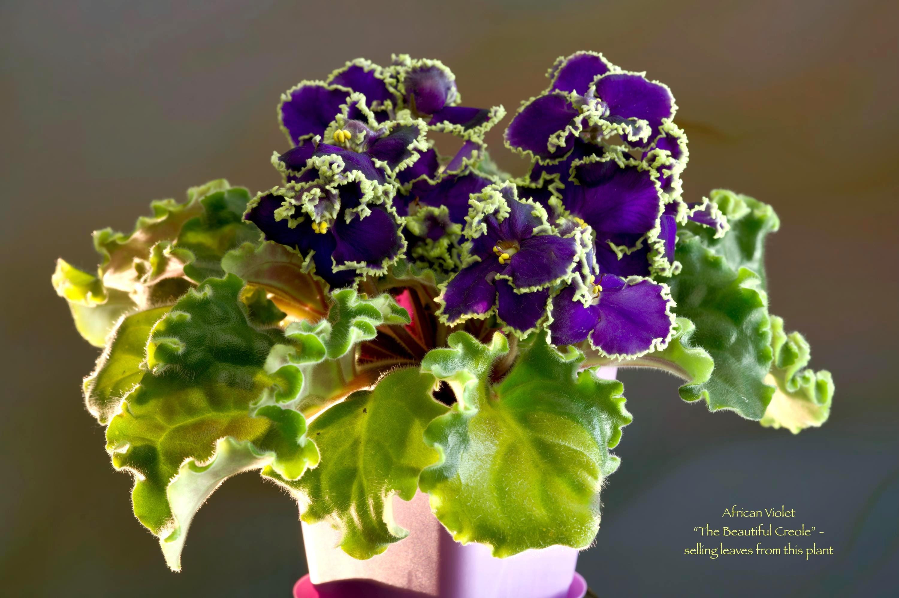 African Violet Set Leaf Kingdom of Elves Funny Girlfriends Smoky