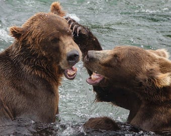 5 digital photos, wildlife printable wall art, grizzly, brown bear, water, cuddle, fight, splash, river, funny, cute, Alaska, Brooks Falls