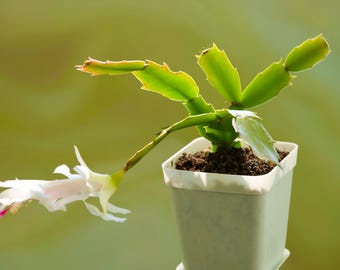 Thanksgiving Cactus Schlumbergera Truncata starter succulent indoor houseplant blooming winter Holiday Christmas gift present