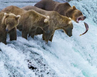 Wildlife printable wall art, brown bear, funny, action, portrait, Alaska, Brooks Falls, bear family, baby bear, fishing, catch