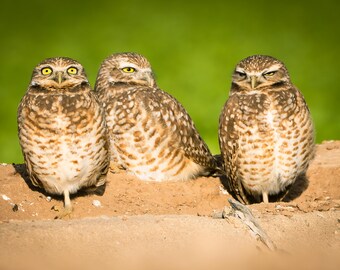 Framed photo, wall decor, wildlife, bird, burrowing owl, printed art, brown, green, yellow, group, portrait, family, sand