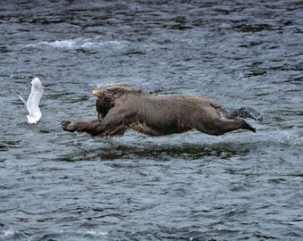 framed photo print Flying Bear Brooks River Katmai Alaska brown bear paper fine wall art fishing salmon swimming nature water gift present