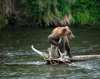 Wildlife printable wall art, grizzly bear, brown bear, portrait, Alaska, Brooks Falls, water, river, birds, funny pose.