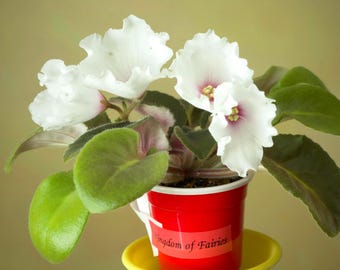 African Violet starter plant of green, purple, yellow, white, blooming, in house