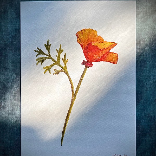 California Poppy - 5"x7" Art Print