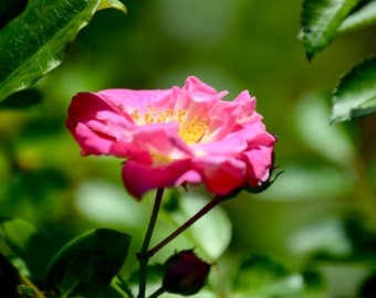 Rose française| Téléchargement numérique| JPG| Virginie| Nature| Photographie|