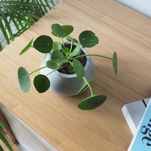 May include: A green potted plant with round leaves in a gray ceramic pot on a wooden surface.