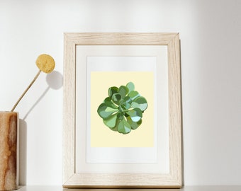 Green Succulent Print