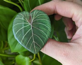 Rare philodendron gloriosum houseplant phone accessories gift