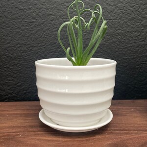 May include: A white ceramic planter with a wavy design and a matching saucer. A green air plant with long, curly leaves is growing in the planter.