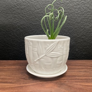 May include: A small green plant with curly leaves growing in a white ceramic pot with a bamboo design. The pot has a matching saucer.