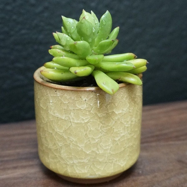 Mini Boho Pot with Cracked Glass- Many Colors