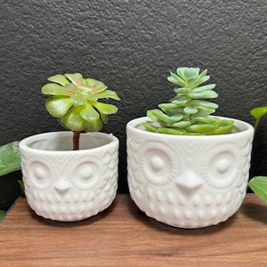 May include: Two white ceramic owl planters with green succulent plants. The planters have a textured owl face design.