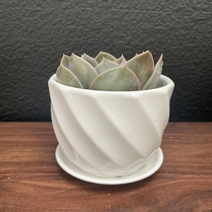 May include: A small succulent plant in a white ceramic pot with a swirl design. The pot has a matching saucer.