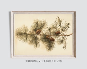 May include: A vintage botanical illustration of a pine branch with brown pine cones and green needles on a cream background. The image is framed in a white frame with the text "ARIZONA VINTAGE PRINTS" below the frame.