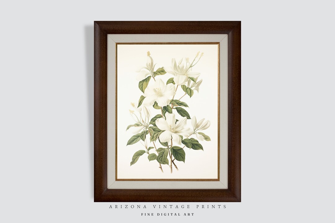 White Jasmine Flower Print: Vintage Watercolor Botanical Art (digital ...