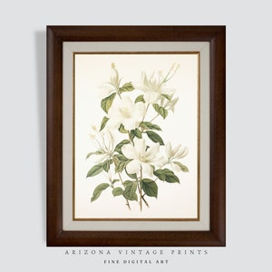 White Jasmine Flower Print: Vintage Watercolor Botanical Art (Digital Download)