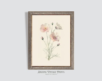Kwiat kosmosu w stylu vintage: botaniczna sztuka akwarelowa (do pobrania w wersji cyfrowej)