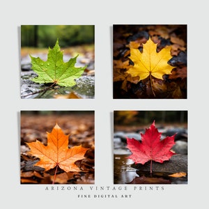 PRINTABLE Gallery Set of Four Maple Leaves in Autumn Digital Prints  | Close Up Pictures | Seasonal Prints | Digital Download - ATS02