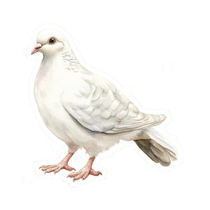 以下が含まれることがあります： ピンク色のくちばしと足を持つ白い鳩の水彩イラスト。鳥は立っており、翼をわずかに広げ、羽は柔らかな陰影で詳細に描かれています。鳩は無地の白い背景に配置されています。