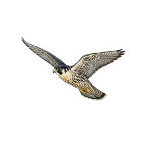 Può includere: Adesivo di un falco pellegrino in volo, con le ali spiegate. L'uccello ha la testa e il dorso neri, il petto bianco e le ali grigie con segni neri. Sono visibili le zampe gialle del falco.