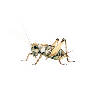 May include: A sticker featuring a detailed watercolor illustration of a cricket. The insect is depicted in shades of brown, tan, and beige, with long antennae and detailed legs. The cricket is shown in a side profile against a white background.