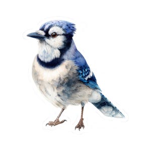 Blue Jay sticker, natuurliefhebbers, laptop decor, cadeau voor vogelaars, journaling supplies, schattige vogel sticker, sticker waterfles, aquarel