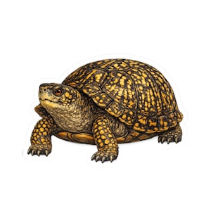 May include: A detailed illustration of a box turtle featuring a high-domed shell with a distinct yellow and black mottled pattern. The turtle has a textured, light brown head with dark eyes and scaly legs with sharp claws, shown in profile.