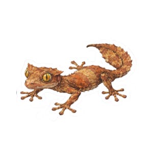 May include: A detailed illustration of a crested gecko. The gecko is mainly brown with orange and tan markings, and large, yellow eyes. Its tail curls upwards, and its feet are spread out.