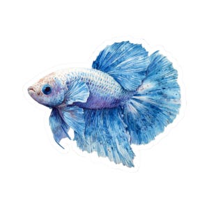 Betta Fish Sticker, Cute Fish Decor, Laptop Stickers, Watercolor Art, Water Bottle Decal, Gift for Aquarium Lovers, Cute Journal Sticker