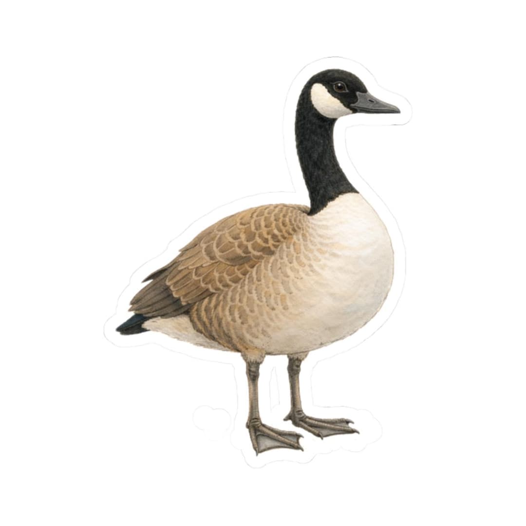 Canada Goose Sticker, Bird Nature Decal, Wildlife Illustration Vinyl ...
