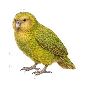 Puede incluir: Ilustración detallada de un ave Kākāpō, un loro grande y no volador nativo de Nueva Zelanda. El ave se representa con una mezcla de plumaje verde y amarillo, un pico pálido y ojos oscuros. La obra de arte está sobre un fondo blanco.