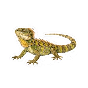 May include: A detailed illustration of an Australian water dragon lizard. The reptile has a green and yellow body with a spiky dorsal crest and a long, striped tail. The lizard is shown in a side profile, displaying its intricate scales and natural coloration.