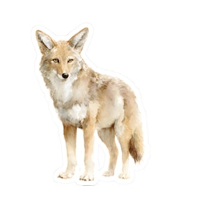 Pegatina de coyote, calcomanía de animales salvajes para portátiles, botellas de agua, decoración natural, regalo de arte de vida silvestre para amantes de las aventuras al aire libre.