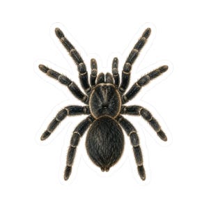 May include: A detailed illustration of a tarantula with a dark, hairy body and eight long, segmented legs. The spider is shown from a top-down perspective, featuring a rounded abdomen and a textured cephalothorax with subtle brown highlights.