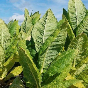 tobacco caye reef end lodge Tobacco Caye Paradise Cabins