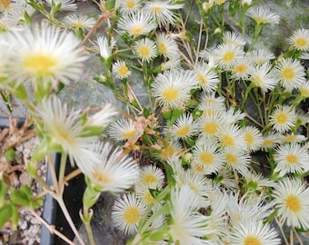 Kanna Sceletium tortuosum seeds