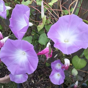 Puede incluir: Primer plano de flores de gloria de la mañana en varias etapas de floración. Las flores son de color lavanda suave con centros blancos. También se ven hojas verdes y vides marrones.