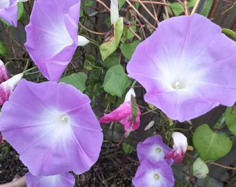 morning glory ipomoea tricolor wedding bells