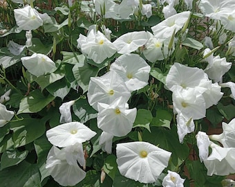 Morning glory Ipomoea tricolor pearly gates