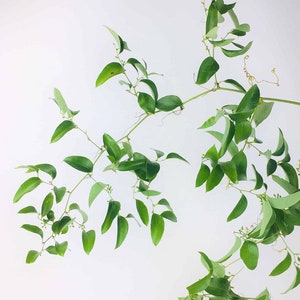 Smilax Vines Wedding Greenery 80ft & 150ft Fresh Cut image 1