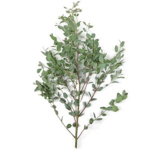 Gunnii Eucalyptus Greneery Foliage (Fresh Cut)