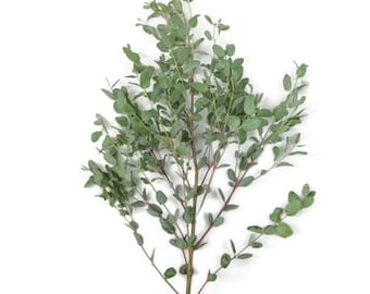 Gunnii Eucalyptus Greneery Foliage (Fresh Cut)