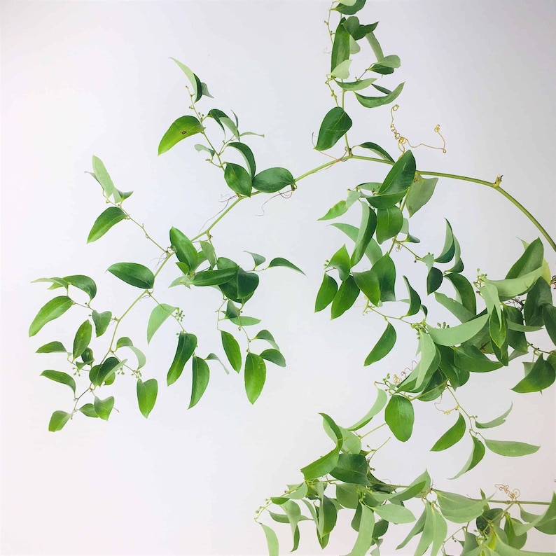 Smilax Vines Wedding Greenery 80ft & 150ft Fresh Cut image 1